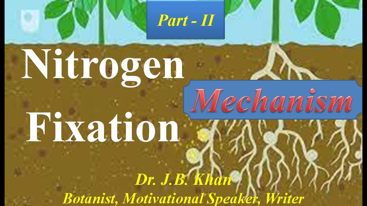 Mechanism and Of Nitrogen Fixation YouTube