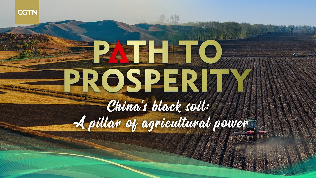China's black soil: A pillar of agricultural power
