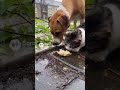 A cat and a dog are trying to help a chicken🙂😉