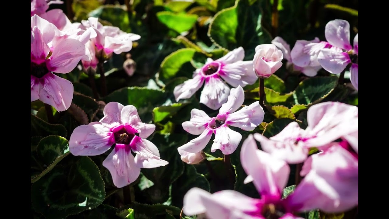 Cyclamen Flowers [Prints Available]