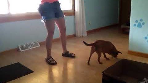 10 part behavior chain