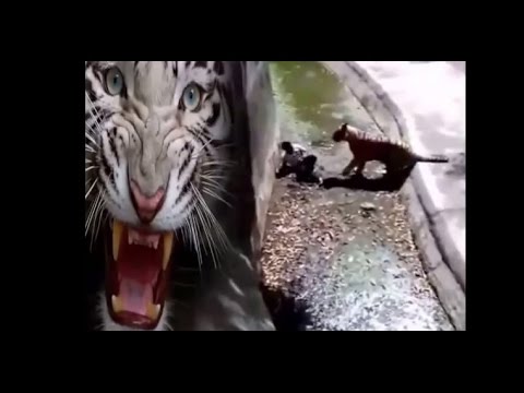 hyenas and lions Most Shocking Animal Attacks On Human - Crazy Animal Attack People