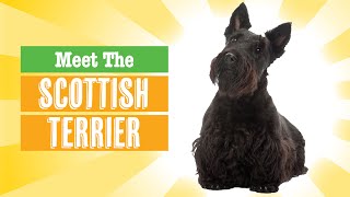 Scottish Terrier Dog Breed