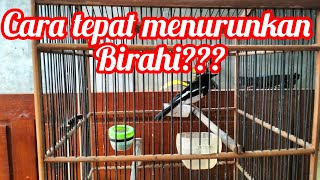 MENURUNKAN BIRAHI BURUNG / BENTUK POWER