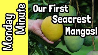 Full Monday Minute- Our First 'Seacrest' Mangos! Update