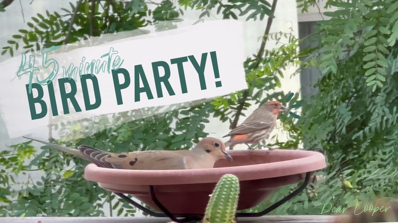 Bird Watching Party for Cats, Dogs or Kids!