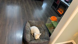 Limpieza 🧹 de la sala de juegos de mis hijos ( motivación de limpieza) screenshot 4