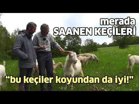 Bu Keçiler Koyundan da İyi! / Merada SAANEN KEÇİLERİ