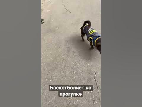 Мистер Пиклс любитель кое чего😄 - YouTube