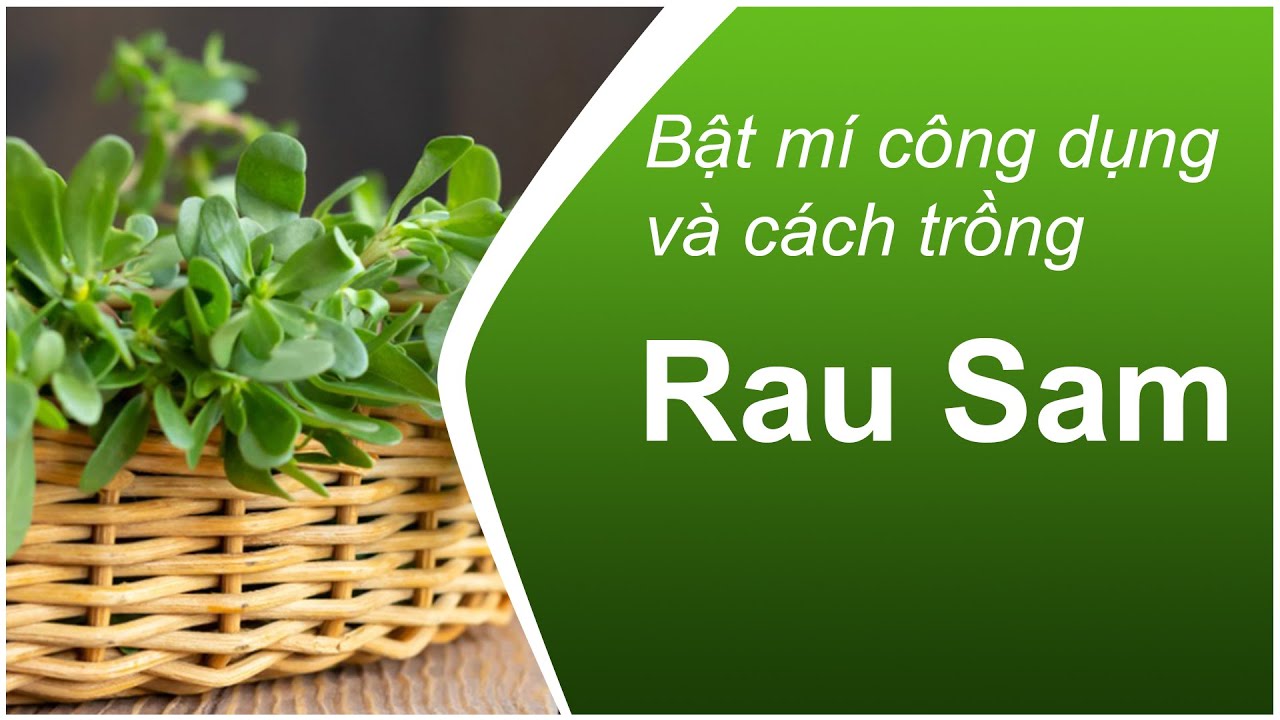 [HG00012] Công dụng và cách trồng cây Rau Sam | Portulaca oleracea ...