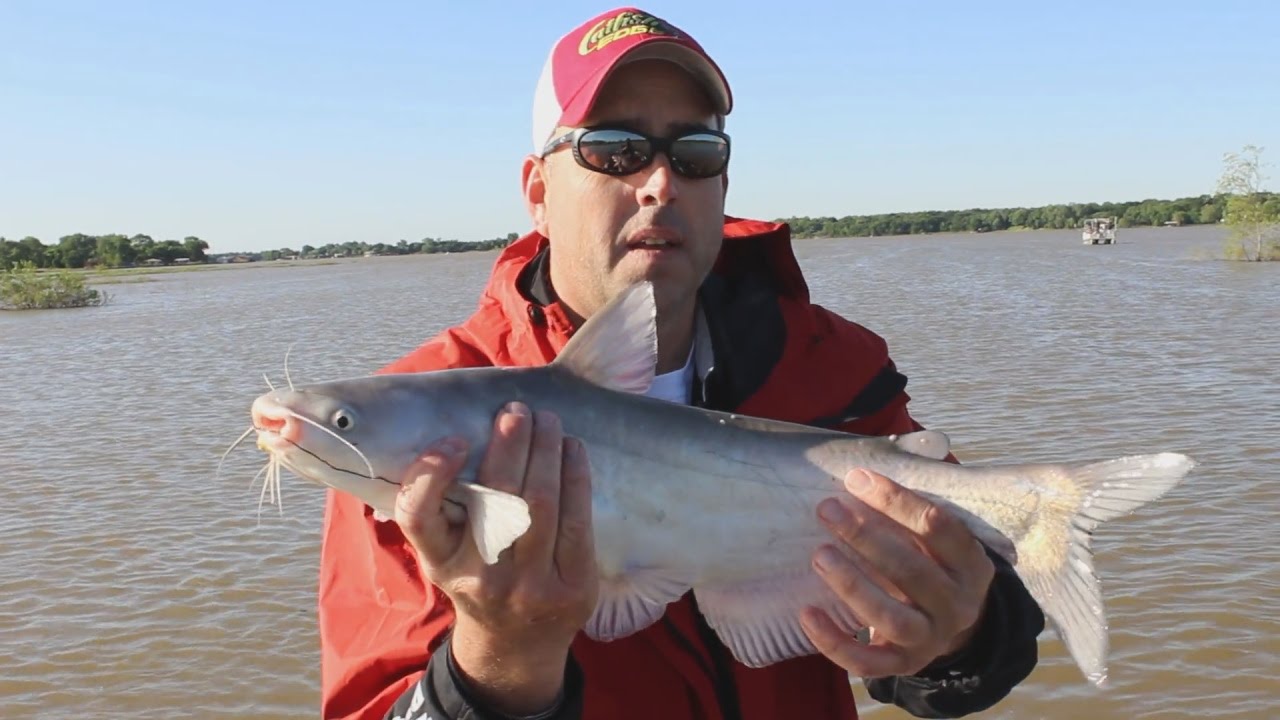 FOX Sports Outdoors SouthWEST #10 - 2016 Flooded Water Blue Catfish