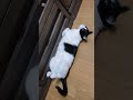 #猫 #cat #尻尾