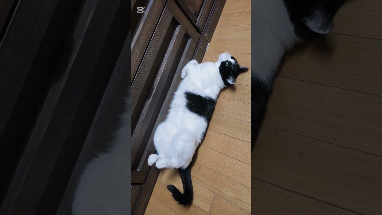 #猫 #cat #尻尾