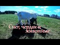 Последний оплот грязи на чердаке. Снег в мае // Жизнь на хуторе