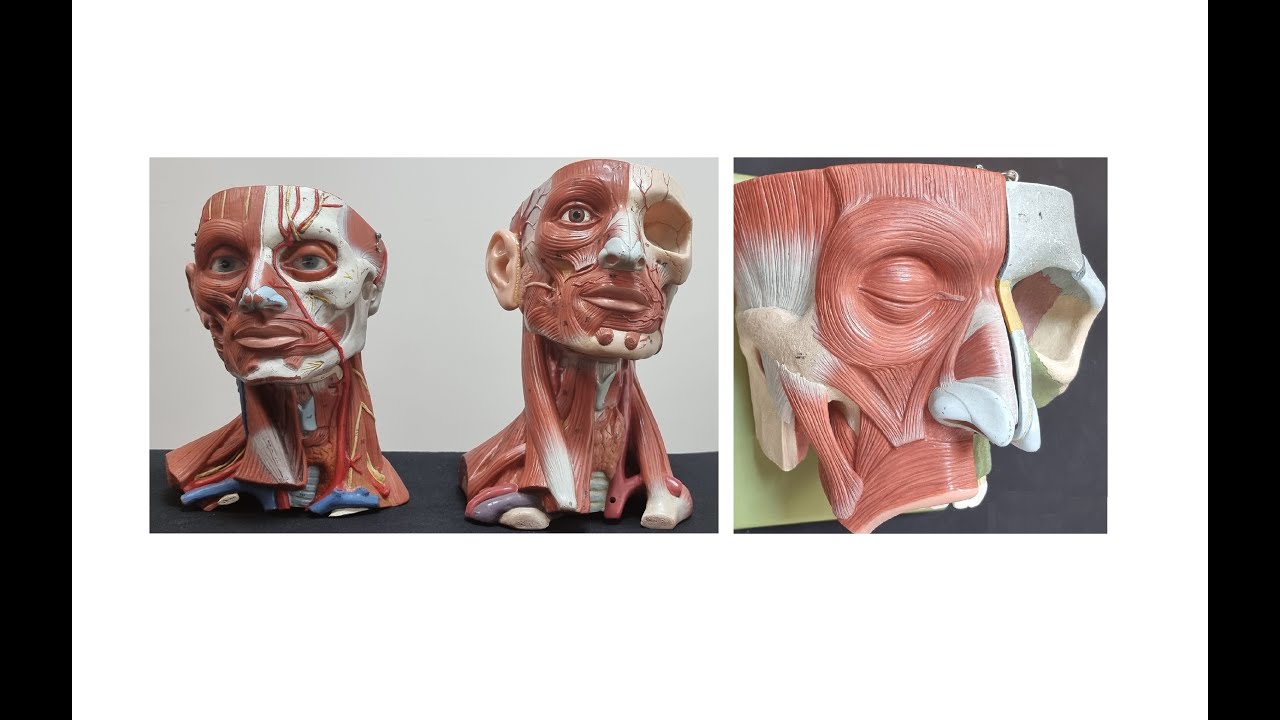 Yüz Kasları 1 [Pratik]