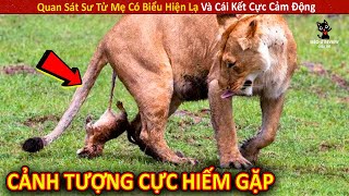 Quan Sát Sư Tử Mẹ Có Biểu Hiện Lạ Và Cái Kết Cực Cảm Động || Review Giải Trí Đời Sống