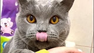 Aggressive british shorthair cat bites me‍⬛