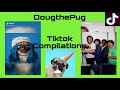 11 Minutes of DougthePug Cuteness Tiktok Compilations