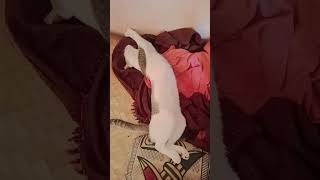 എന്തൊരുലോകം.. 😐🫤🤤#catfunny#comedyshorts#lovepets#entertainment
