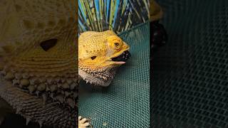 FAT BEARDED DRAGON  VS GIANT BLACKBERRY | FATSO IS LAZY EP5