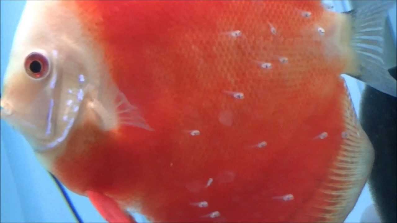 ** Discus Breeding Pair With Fry Red Scarlets Discus Fish ** YouTube