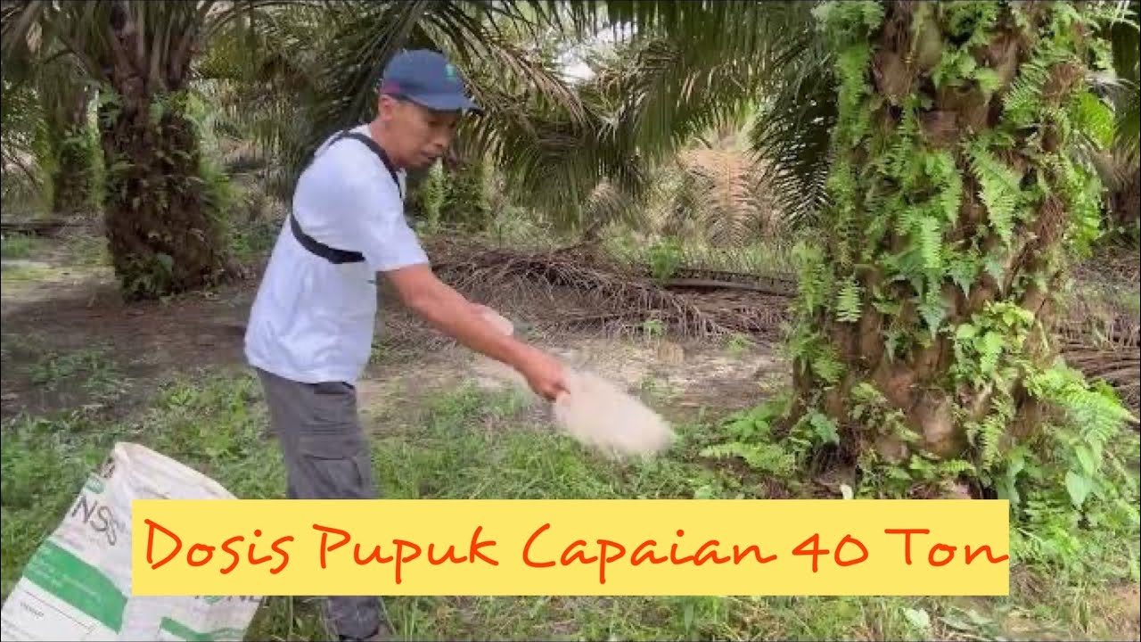 40 Ton/Ha/Thn? || Begini Dosis Pupuknya