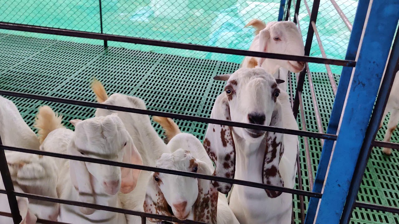 Royal Goat Farm Tour | Nashik | 2020 |