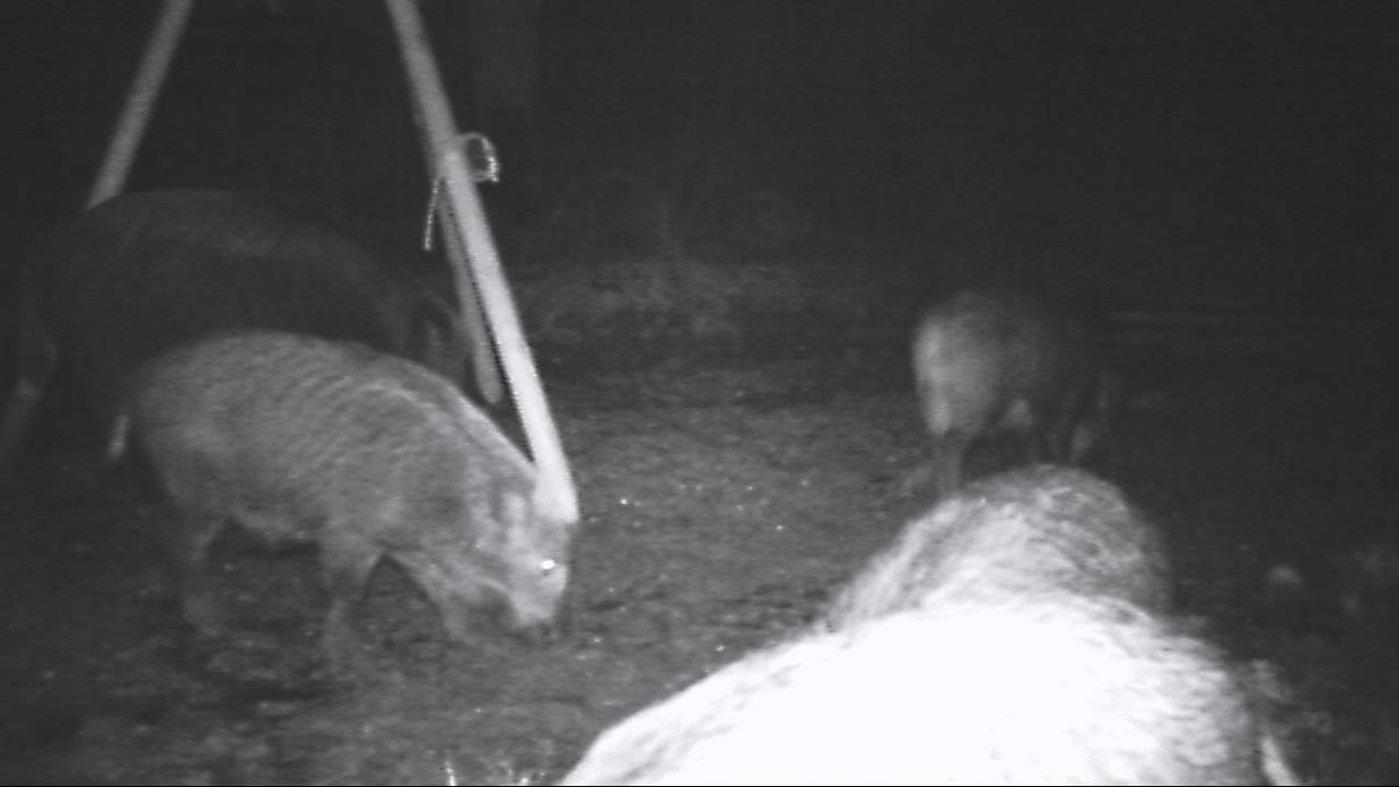 gris på foderpladsen