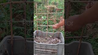 ।। How to make trellis for cypress vine ।।