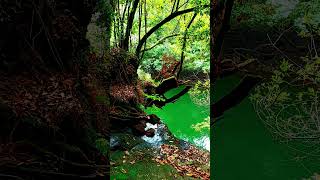 🇪🇸 🌳 🌊 Río Lérez (Pontevedra) #Senderismo #Galicia #España #Shorts