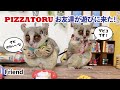 猿のお友達が遊びにやってきた！ Bushbaby the Pizzatoru / with Friend / ショウガラゴのピザトル