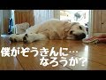 聞こえないフリしてお掃除の邪魔をする英国ゴールデンレトリバーギンちゃん(1歳)