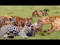 Brutal Battle! Ferocious Hyenas Destroy Leopard Only To Take Back Their Prey | Animal World