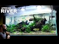 The african river aquarium epic aquascape tutorial w kribensis cichlid  congo tetra