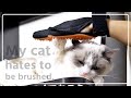 ブラッシングが嫌いなもふ猫に、グローブ（手袋）型のブラシを試した結果…【ラグドール Ragdoll Cat】