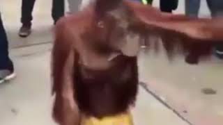 monkey see monkey do