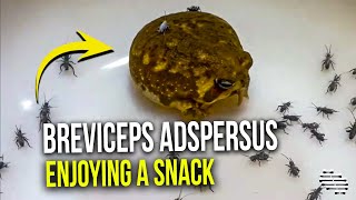 Breviceps Adspersus Enjoying A Snack As Owner Films