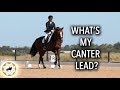 HOW DO YOU TELL WHAT CANTER LEAD YOU ARE ON? - Dressage Mastery TV Episode 185