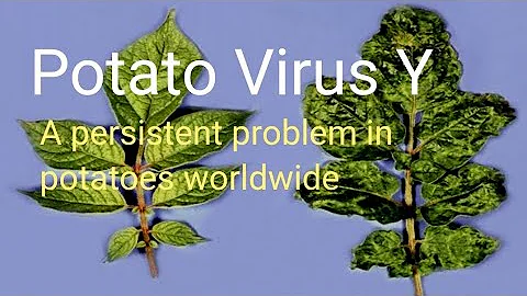 Potato virus Y is a persistant problem in potatoes worldwide
