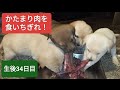 子犬にかたまり肉を与えてみた【生後34日目】