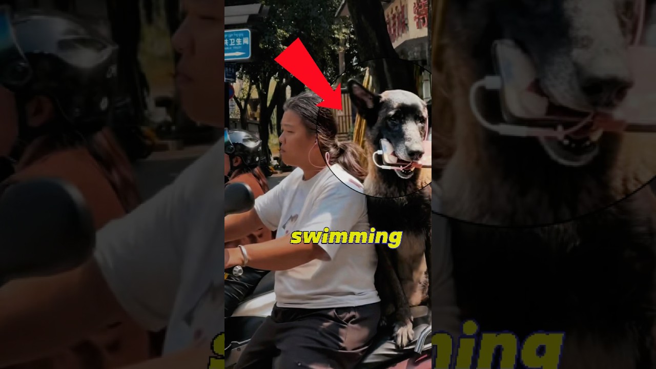 DOGS TRYING TO HELP CORE 😂 