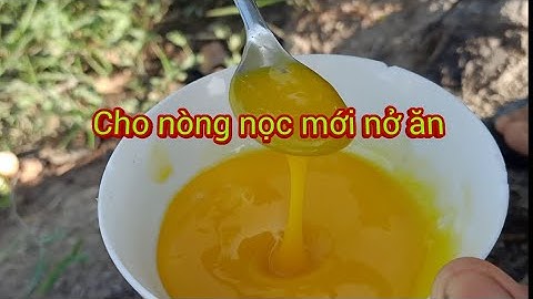 Cách Cho nòng nọc mới nở ăn, kỹ thuật chăm sóc nòng nọc