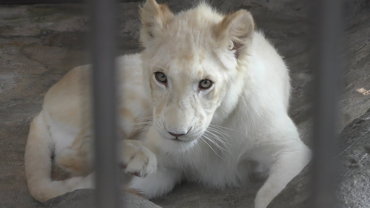 ホワイトライオン の リズム 沖縄こどもの国 19年5月12 13日 Youtube