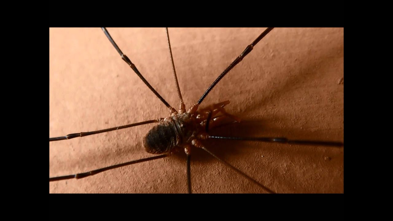 Order Opiliones