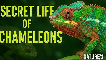 The Secret Life of Chameleon: Nature