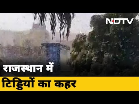 Rajasthan में Jaipur से दौसा पहुंचा टिड्डियों का दल, फसलों को पहुंचा रहा है नुकसान