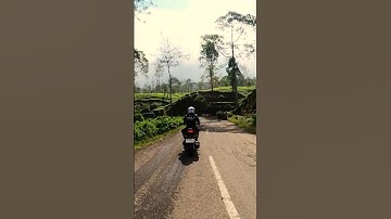 Kebun Teh Tambi Wonosobo, lereng Gunung Sindoro #kebuntehtambi #dieng