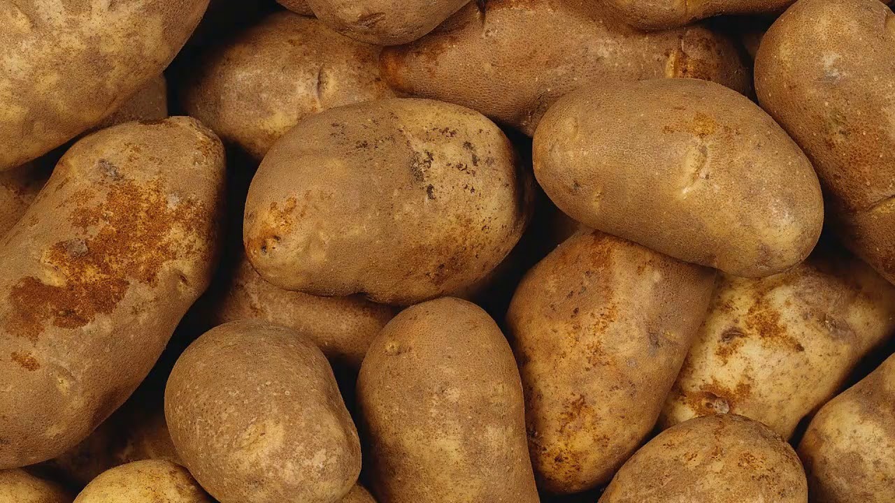 Как часто нужно поливать картофель после посадки в огороде, в открытом грунте?