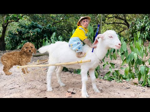 Funniest Animals Video - Best Monkey CUTIS🙈 and Goat🐐, Dog🐶Videos of 2023 Compilation!