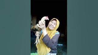 Mangsa Harita